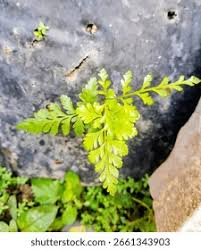 Image result for Asplenium adiantum-nigrum
