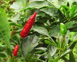 Image result for Capsicum frutescens