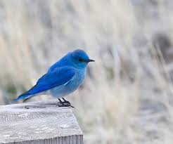 Mountain Blue Bird Blue Bird Bird Love Birds