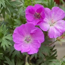 Buy new hampshire purple cranesbill geranium online. Geranium Sanguineum New Hampshire New Hampshire Cranesbill Geranium From Prides Corner Farms