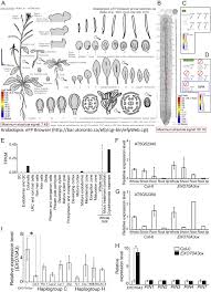 Rubbermaid easyfindlids™ food storage containers feature powerful 24/7 antimicrobial product protection with microban® silvershield technology. Root System Depth In Arabidopsis Is Shaped By Exocyst70a3 Via The Dynamic Modulation Of Auxin Transport Sciencedirect