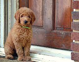 Her mother is a pedegree standard. New Owner Advice For Goldendoodle Puppies