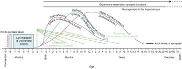 The Neurological Development Of The Child With The