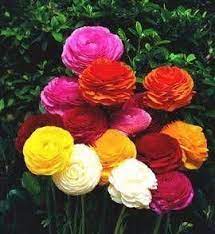 Ranunculus Asiaticus Rhs Ranunculus Ranunculus Flowers Blooming Plants Persian Buttercup