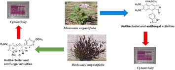Image result for Monsonia angustifolia