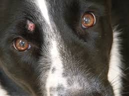 Using Home Remedies To Combat Ringworm In Dogs Symptoms of ringworm in dogs include accumulations of surface skin cells, such as seen in dandruff (scales); home remedies to combat ringworm in dogs