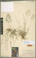 Image result for Eragrostis patentipilosa