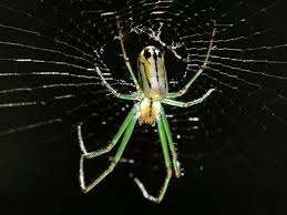 Maybe you would like to learn more about one of these? North Carolina Spiders Pictures And Spider Id Help Green Nature