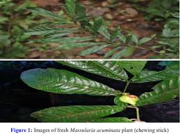 Image result for Massularia