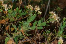 Image result for Pluchea ovalis