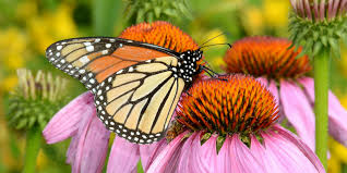 Flickr is almost certainly the best online photo management and sharing application in the world. Show Monarch Butterflies Some Love This Valentine S Day The National Wildlife Federation Blog The National Wildlife Federation Blog
