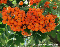 This tree is on my neighbors property, it is a very attractive tree, it is december and the berries have been on there for months. Mountain Ash Tree Pictures Of Sorbus Aucuparia