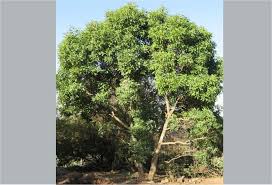 Image result for Nuxia floribunda