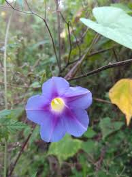 Image result for Ipomoea parasitica
