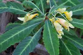 Image result for Impatiens kagamei