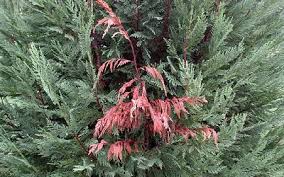 Leyland cypress has become one of the most widely used plants in commercial and residential landscapes across georgia as a. How To Plant The Leyland Cypress Tree In Your Landscape