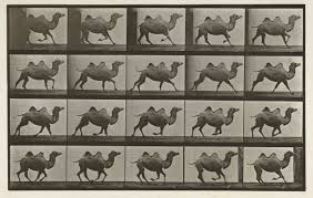 The rspca tries to find owners for these animals. Bactrian Camel Galloping Works Of Art Ra Collection Royal Academy Of Arts