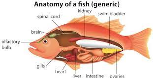 Betta Fish Laying On Side When To Be Concerned Zenaquaria