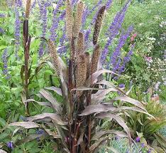 Image result for Macrotyloma africanum