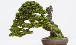 Growing a bonsai tree takes time and patience, but the rewards are definitely worth your time. A Bonsai Tree In The House Adds An Exotic And Calming Spice To Your Home Express Co Uk