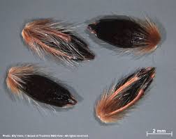 Image result for Andropogon schirensis