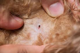 Image result for flea bites