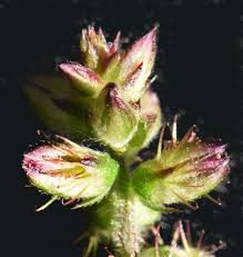 Image result for Sericostachys