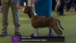 How to watch westminster dog show live stream 2021 online with best quality. Westminster Kennel Club 2018 American Staffordshire Terrier Youtube