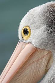 Pelican Eye World Of Color Australian Native Birds Australian Animals