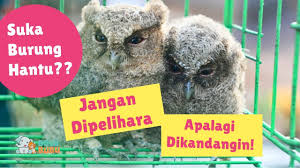 Maybe you would like to learn more about one of these? Tertarik Pelihara Burung Hantu Tunggu Dulu Youtube
