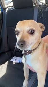 Lost dogs found in Brookshire, south side, reunited with owners