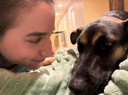 Lost Dog in Issaquah, WA