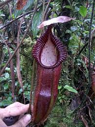 Image result for Nesaea spathulata