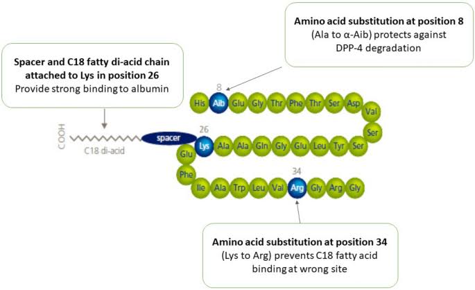 A Review on Semaglutide: An Oral Glucagon-Like Peptide 1 Receptor Agonist in Management of Type 2 Diabetes Mellitus | Diabetes Therapy | Springer Nature Link