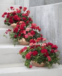 Geranium Summer Planters Along Staircase Garten Bedarf Garten Pflege Gartentypen Gemus In 2020 Container Flowers Container Garden Design Container Gardening Flowers