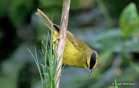 Maybe you would like to learn more about one of these? Black Crested Warbler Basileuterus Nigrocristata Peru Aves