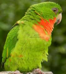 Green Bird With Red Neck Lori Gorjirrojo Red Throated Lorikeet Rothoschen Lori A Gorge Rouge Parakeet Pet Birds Endangered Species Project