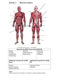 Click on the labels below to find out more about your skeleton. Muscular System Quotes Quotesgram