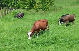Image result for коровы на траве