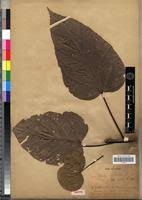 Image result for Cola lateritia