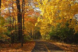 Busse Woods Near O Hare Forest Preserve Autumn Painting Bike Trails