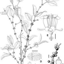 Image result for Warneckea cordiformis