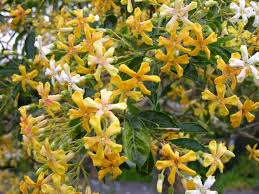 Image result for Hymenosporum flavum