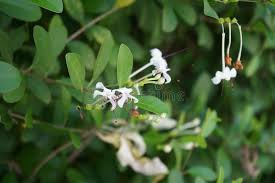 Image result for Volkameria