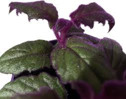 Image result for Gynura