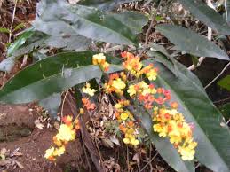 Image result for Campylospermum