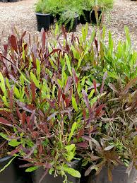 Image result for Dodonaea viscosa