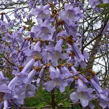 Paulownia Tomentosa Empress Or Foxglove Tree In 2021 Plants Trees To Plant Fast Growing Trees