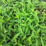 Image result for Urochloa panicoides