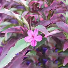 Image result for Barleria obtusa